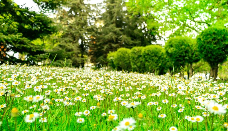 süleymanpaşa karaevli arsa fiyatları